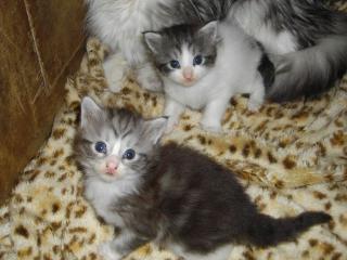 Maine Coon Kitten aus seriöser Zucht