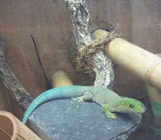 Phelsuma standingi NZ - Dornwaldgecko