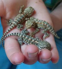 Zwergbartagamen Pogona Henrylawsoni