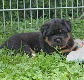 Rottweilerwelpen aus ADRK Leistungszucht