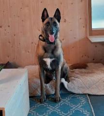 Rocky Malinois