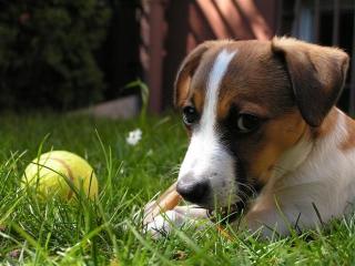 Hundetrainer Nürnberg