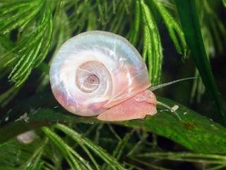 20 reinerbig rosa Posthornschnecken