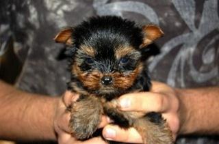 Yorkshire-Terrier