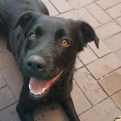 Labrador- Boxer Mischlings Welpen