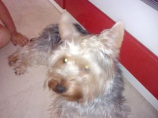 Bin gismo ein reinrassiger yorkshire terrier