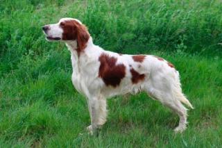 IRWS - Irish Red and White Setter Welpen