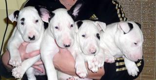 BULLTERRIER