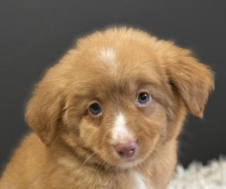 Nova Scotia Duck Tolling Retriever