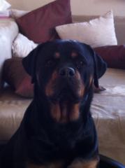 Rottweiler Welpen mit Papieren