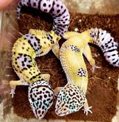 Leopardgeckos verschiedene Morphen