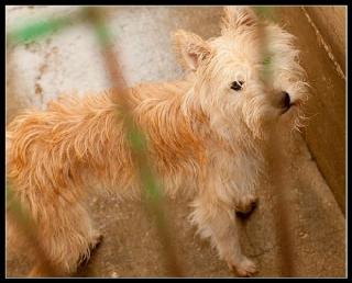 Luna - Podenco -Zausel-Mix mit einem Jahr in der Perrera. Soll ihr Leben hier e