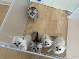 5 Wunderschöne BKH Kitten