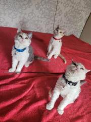 4 Selkirk rex Kätzchen