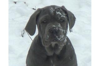 Mastino Alemande de Tomaker Welpen in blau