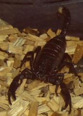 Schwarzer Asienskorpion Heterometrus cyaneus Skorpion