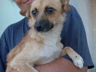 Chihuahua-Mix Lilly sucht Zuhause