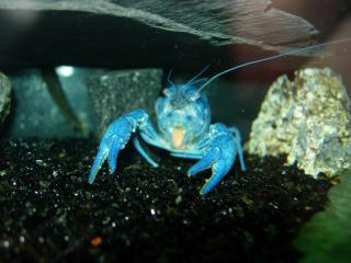 Diverse Fische, blauer Florida-Krebs, Nanobecken