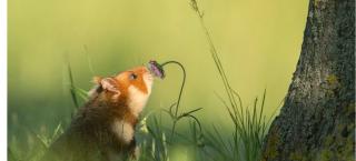 Bieten liebevolle Kleintierbetreuung/Tierbetreuung