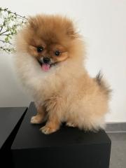 Pomeranian Zwergspitz Rüde Boo- Typ