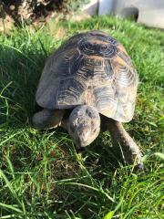 Griechische Landschildkröte, männl. , 10 Jahre alt