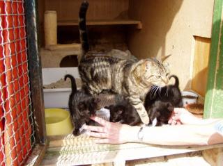 Die hübsche Pepita und ihre Babies