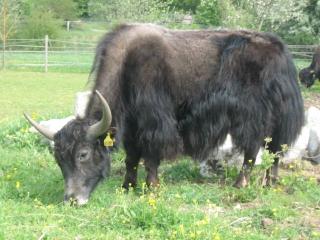 Yaks zu verkaufen