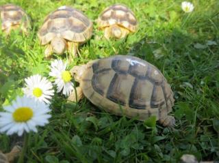 Griechische Landschildkröten