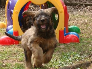 Briard-Welpen- Les filous avec esprit - in fauve - geb. 10. 01. 2021