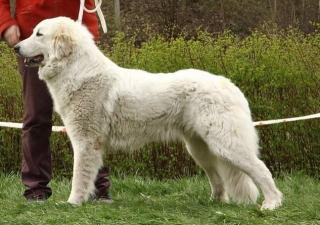 Pyrenean berghund welpen