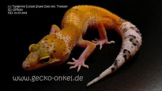 Leopardgeckos aus 2021 abzugeben