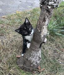 Kleiner lieber Kater abzugeben