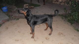 Dobermannjunghund