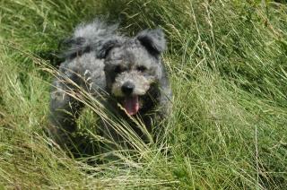 Pumi ungarischer Hirtenhund Rüde