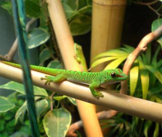 Phelsuma Grandis Großer Madagaskar Taggecko