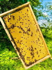 Biete Carnica Bienenvölker auf Zander