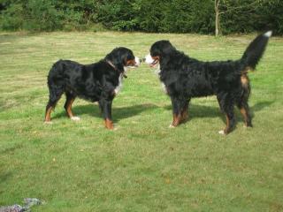 2 Berner Sennen Rüden mit 10 Wochen abzugeben