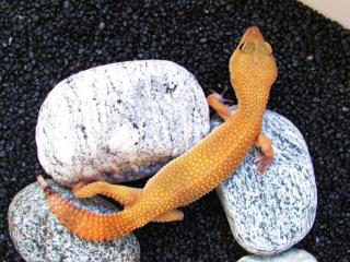 Verschieden Farbformen Leopardgeckos