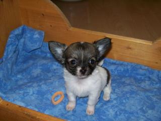 Mini Chihuahua Welpen