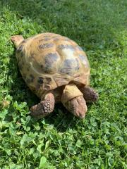 Landschildkröte w 35 Jahre Russisch Horsfildi Vierzehen in liebevolle Hände