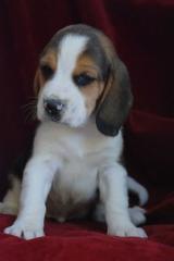 Beagle Welpen