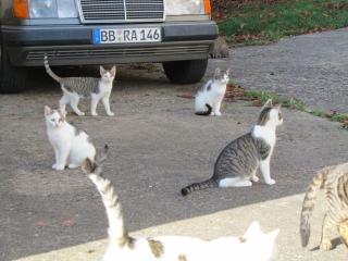 Katzen und Kater suchen dringend liebevolles Zuhause