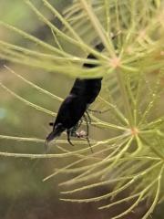 Neocaridina davidi Black Sakura Süßwasser Garnelen