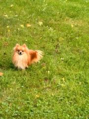 Pomeranian Rüde 1 Jahr alt