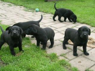 Labrador Welpen schwarz