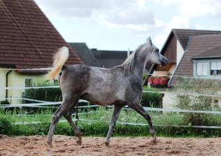 1, 5-jähr. Araber Hengst geb 4/22 sucht 5 - Möhrchengeber