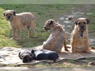 Border Terrier Welpen