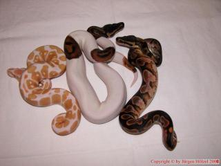 Pythons, Angola, Königspython / Ball - Pied - Calico - Albino