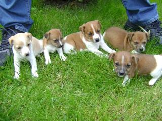 4 Reinrassige Jack Russel Welpen ab sofort zu verkaufen