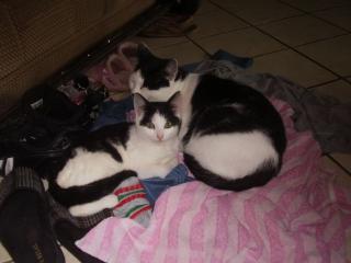 Suche meine Baby Katze Bifi -